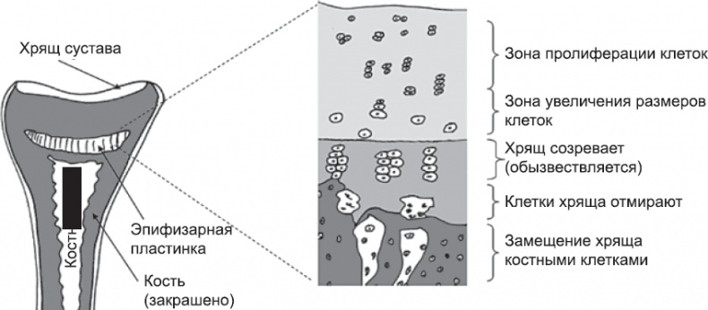 Онтогенез. От клетки до человека