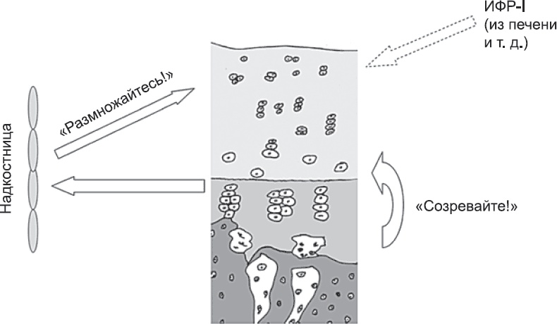 Онтогенез. От клетки до человека
