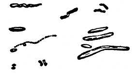 Охотники за микробами Охотники за микробами