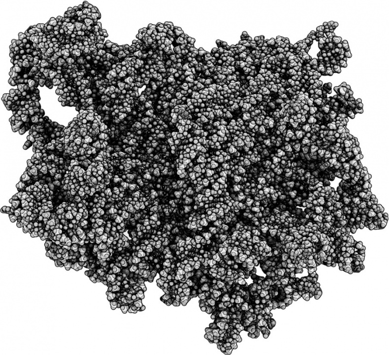 Анатомия на пальцах