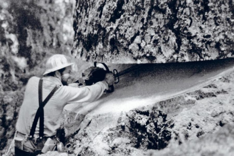 Норвежский лес: скандинавский путь к силе и свободе