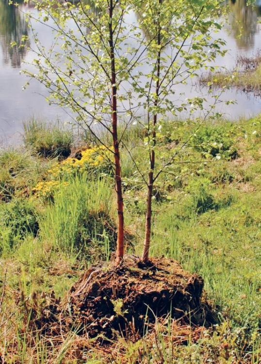 Норвежский лес: скандинавский путь к силе и свободе