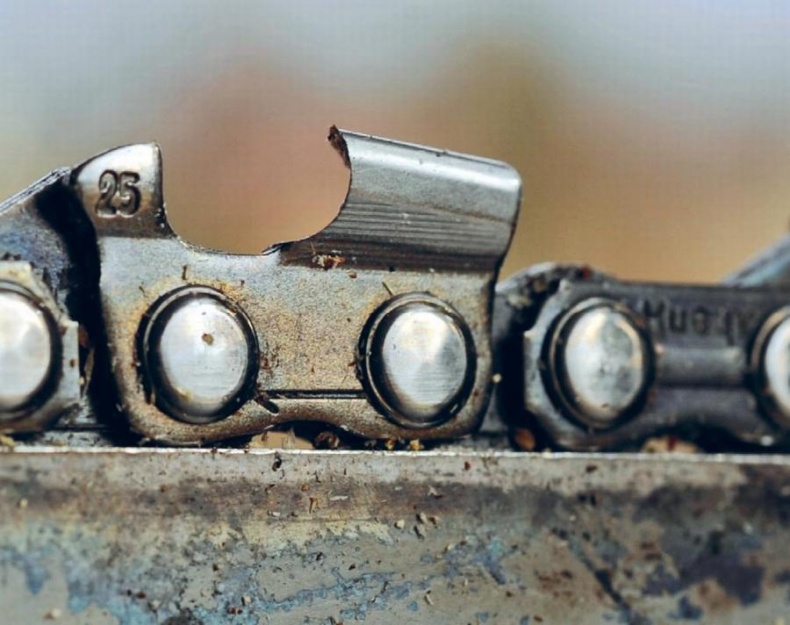 Норвежский лес: скандинавский путь к силе и свободе