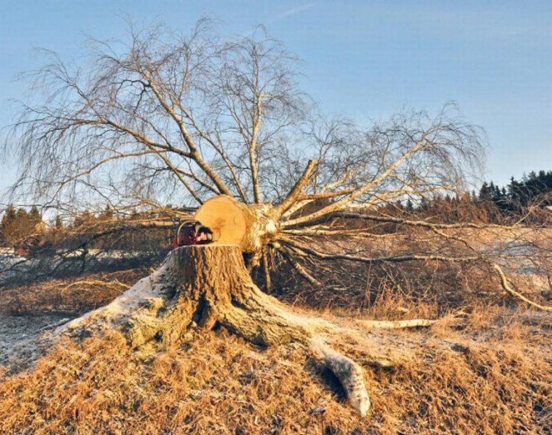 Норвежский лес: скандинавский путь к силе и свободе