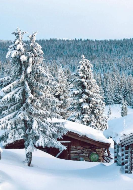 Норвежский лес: скандинавский путь к силе и свободе