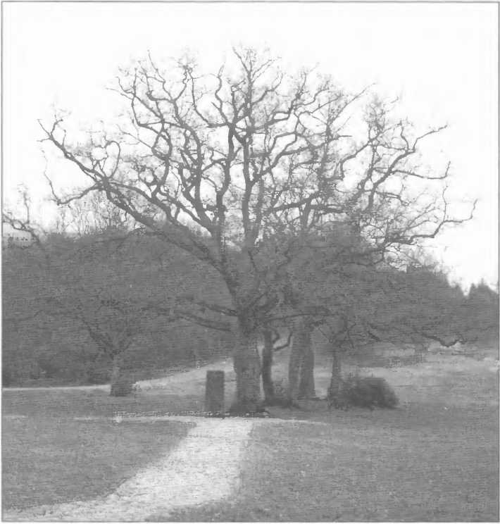 Оккультные тайны Третьего рейха. Темные силы, освобожденные нацистами Оккультные тайны Третьего рейха. Темные силы, освобожденные нацистами