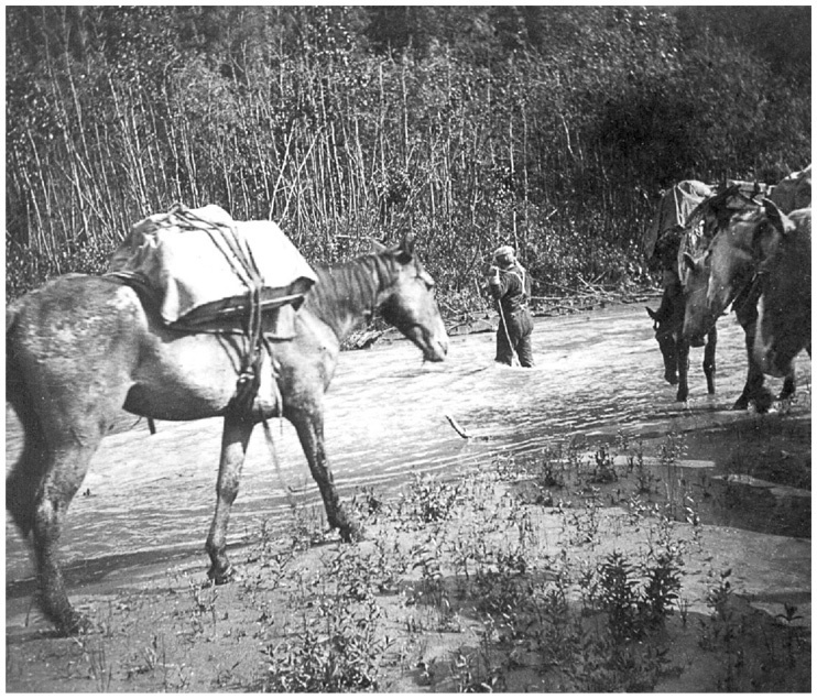 Фредерик Кук на вершине континента. Возвращаем Мак-Кинли великому американцу
