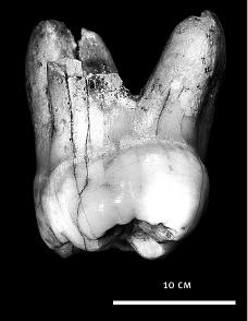 Неандерталец. В поисках исчезнувших геномов