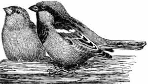 Пернатые многоженцы