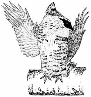 Пернатые многоженцы