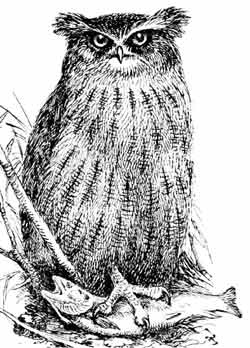 Пернатые многоженцы