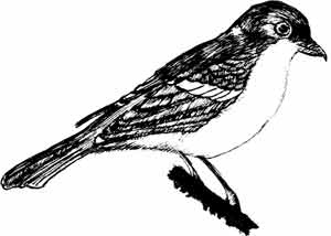 Пернатые многоженцы