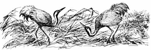 Пернатые многоженцы