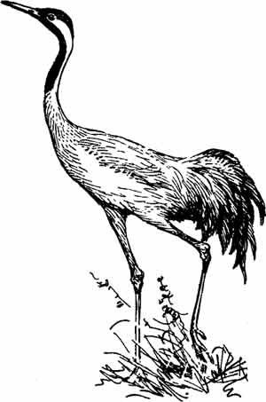 Пернатые многоженцы