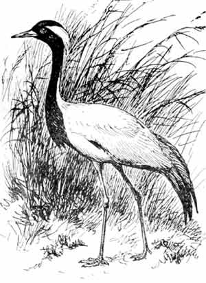 Пернатые многоженцы