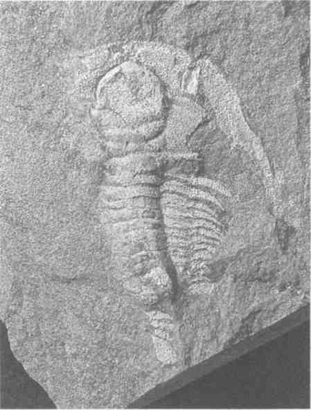 Парнокопытные киты, четырехкрылые динозавры, бегающие черви... Новая палеонтология. Реальность, которая удивительнее фантазий