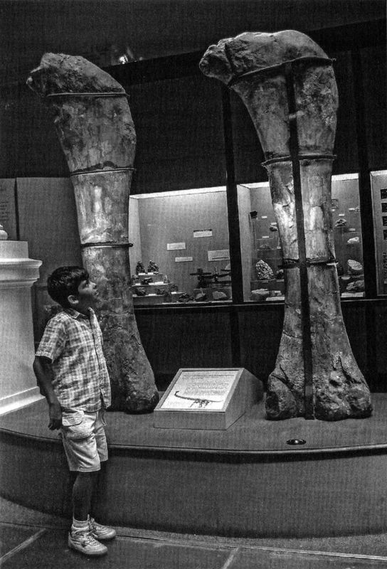 Отпечатки жизни. 25 шагов эволюции и вся история планеты