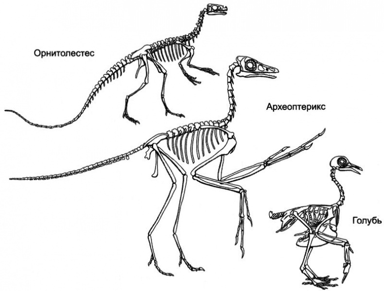 Отпечатки жизни. 25 шагов эволюции и вся история планеты