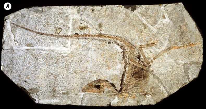 Отпечатки жизни. 25 шагов эволюции и вся история планеты