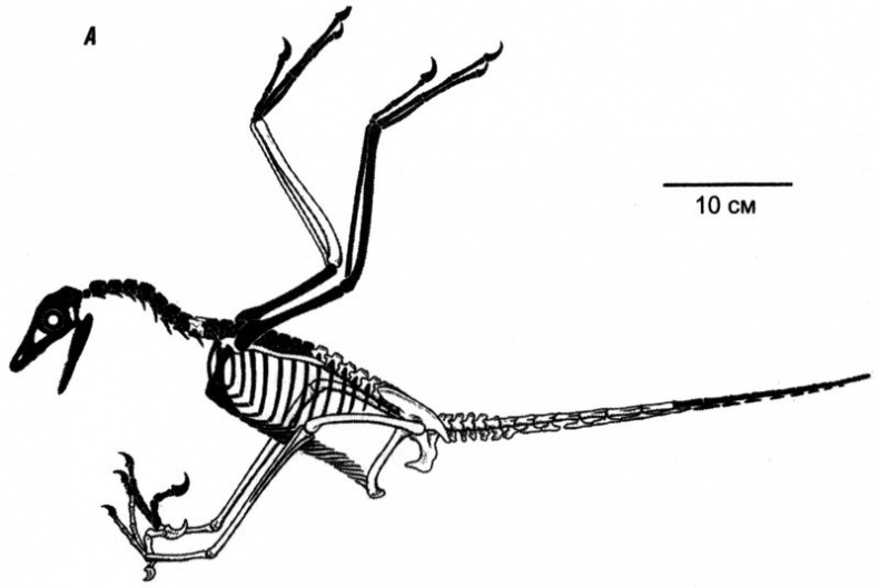 Отпечатки жизни. 25 шагов эволюции и вся история планеты