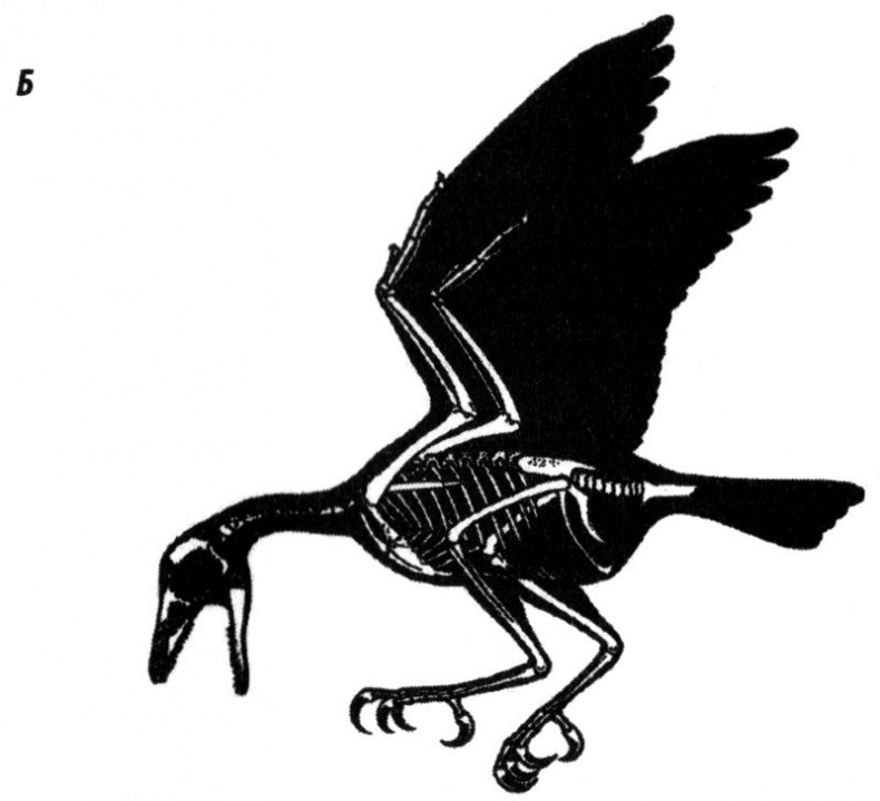 Отпечатки жизни. 25 шагов эволюции и вся история планеты