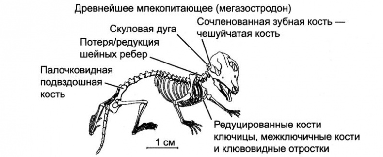 Отпечатки жизни. 25 шагов эволюции и вся история планеты