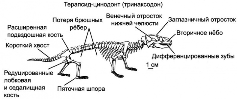 Отпечатки жизни. 25 шагов эволюции и вся история планеты