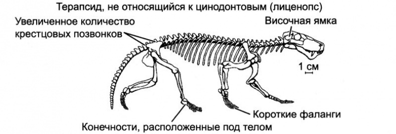 Отпечатки жизни. 25 шагов эволюции и вся история планеты