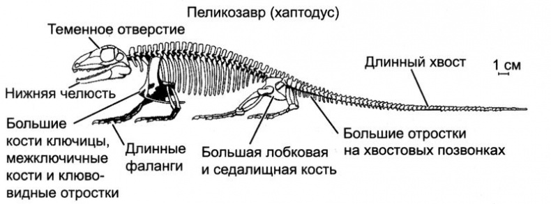 Отпечатки жизни. 25 шагов эволюции и вся история планеты