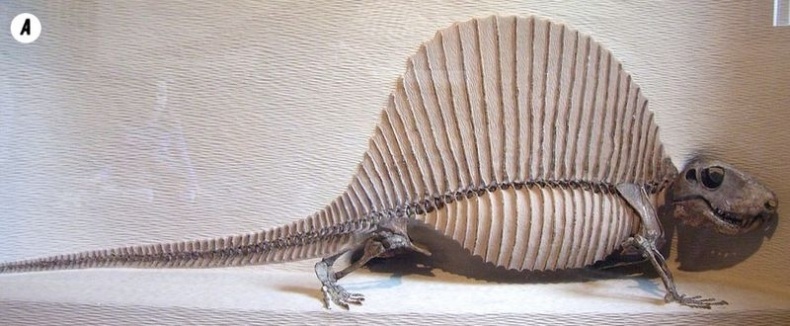 Отпечатки жизни. 25 шагов эволюции и вся история планеты