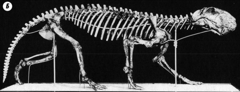 Отпечатки жизни. 25 шагов эволюции и вся история планеты