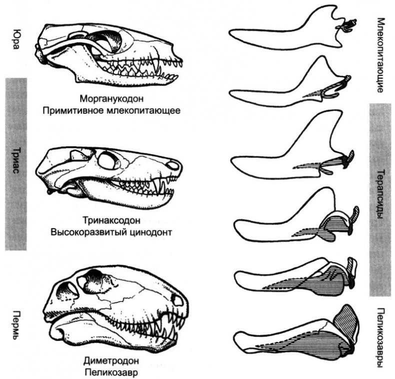 Отпечатки жизни. 25 шагов эволюции и вся история планеты
