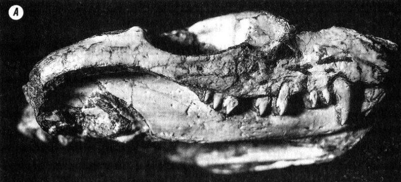 Отпечатки жизни. 25 шагов эволюции и вся история планеты