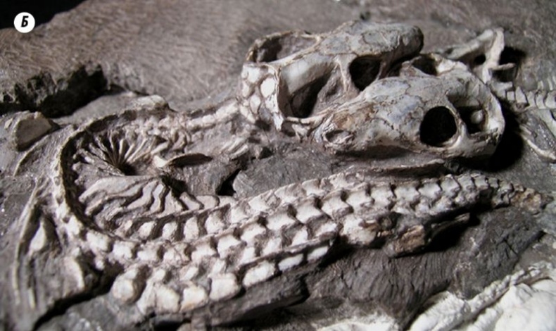 Отпечатки жизни. 25 шагов эволюции и вся история планеты