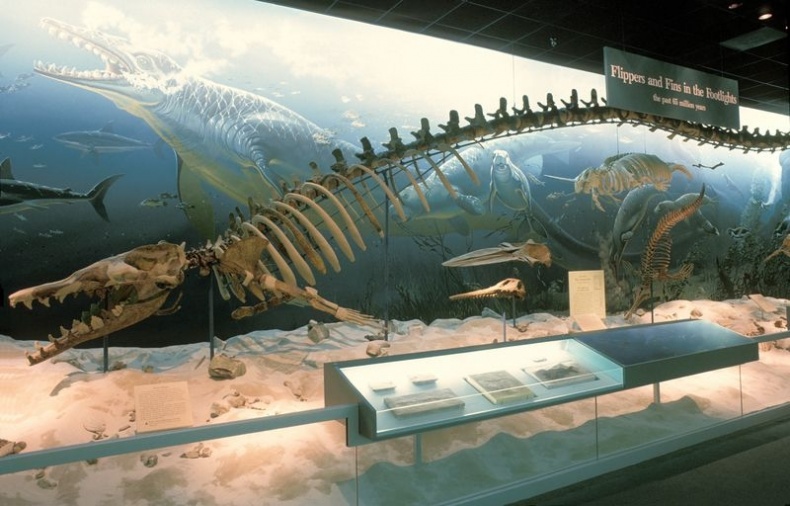 Отпечатки жизни. 25 шагов эволюции и вся история планеты