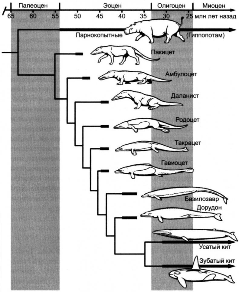 Отпечатки жизни. 25 шагов эволюции и вся история планеты