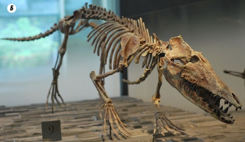 Отпечатки жизни. 25 шагов эволюции и вся история планеты