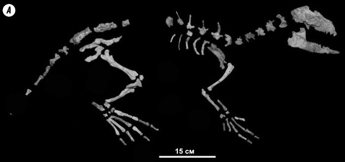 Отпечатки жизни. 25 шагов эволюции и вся история планеты