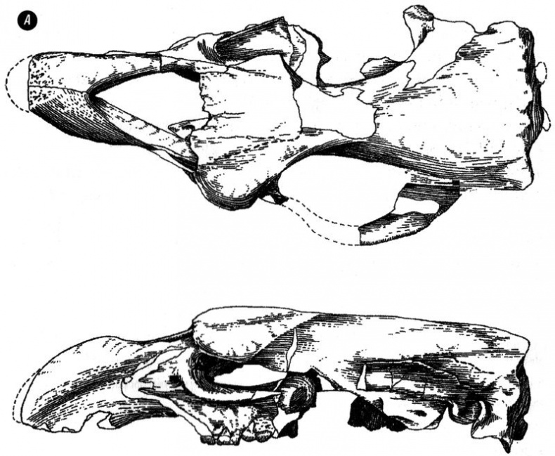 Отпечатки жизни. 25 шагов эволюции и вся история планеты