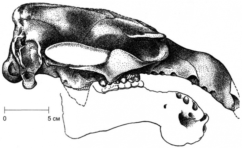 Отпечатки жизни. 25 шагов эволюции и вся история планеты