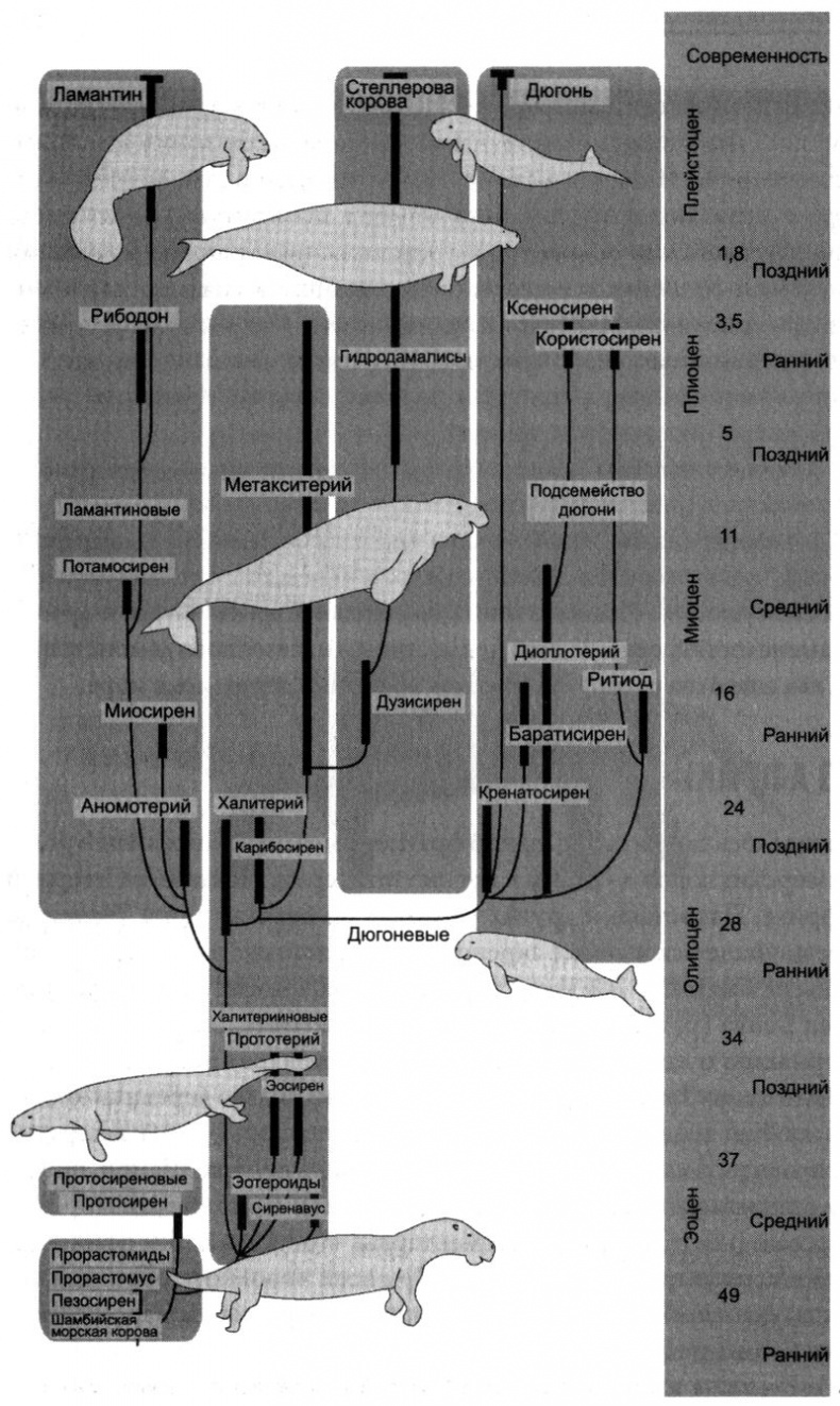 Отпечатки жизни. 25 шагов эволюции и вся история планеты