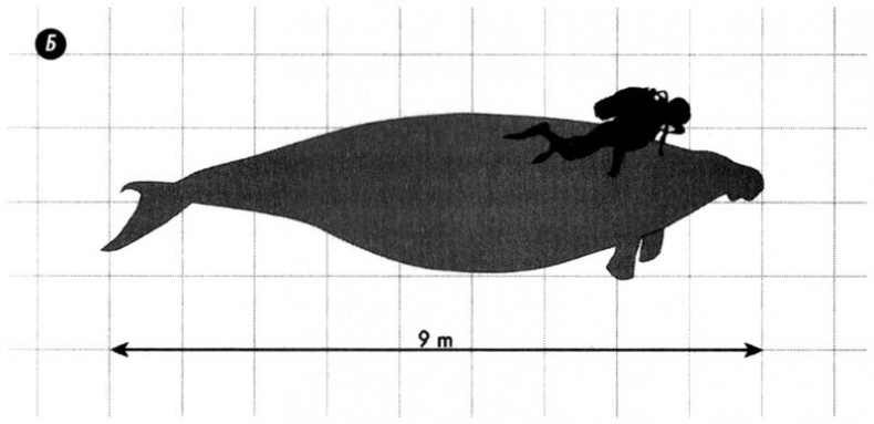 Отпечатки жизни. 25 шагов эволюции и вся история планеты