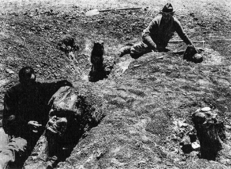 Отпечатки жизни. 25 шагов эволюции и вся история планеты