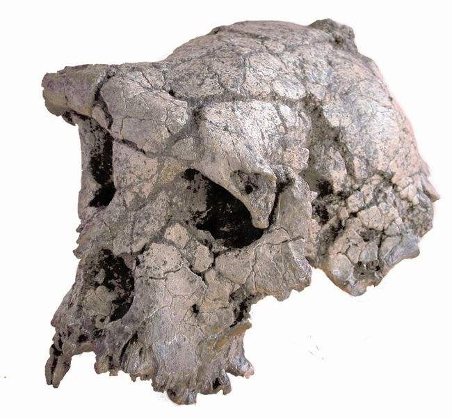 Отпечатки жизни. 25 шагов эволюции и вся история планеты