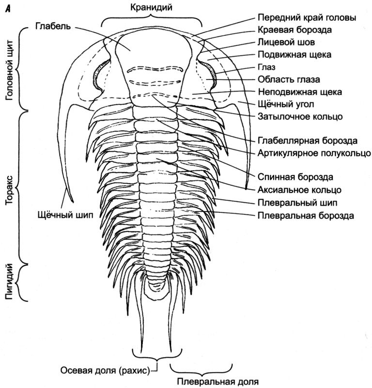 Отпечатки жизни. 25 шагов эволюции и вся история планеты