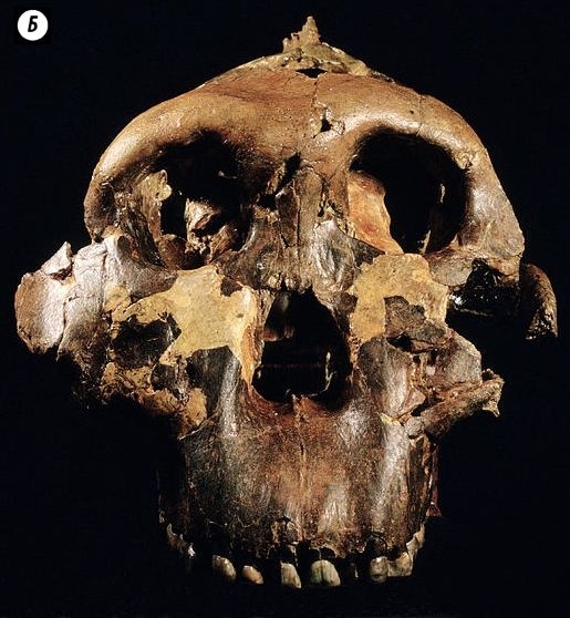 Отпечатки жизни. 25 шагов эволюции и вся история планеты