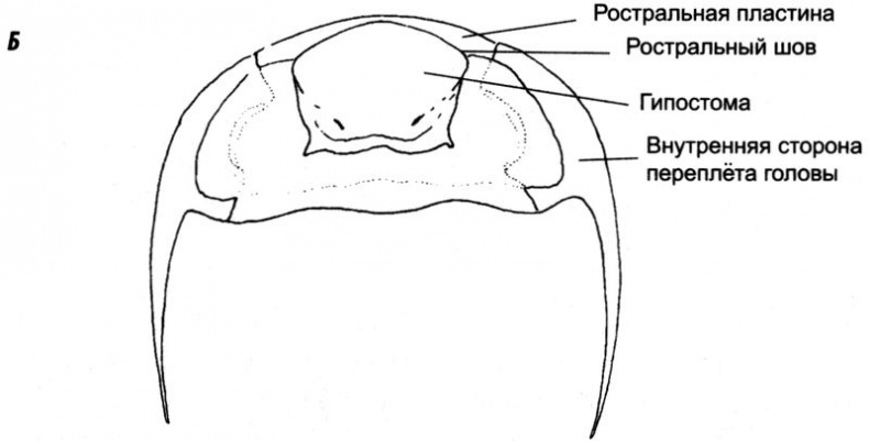 Отпечатки жизни. 25 шагов эволюции и вся история планеты