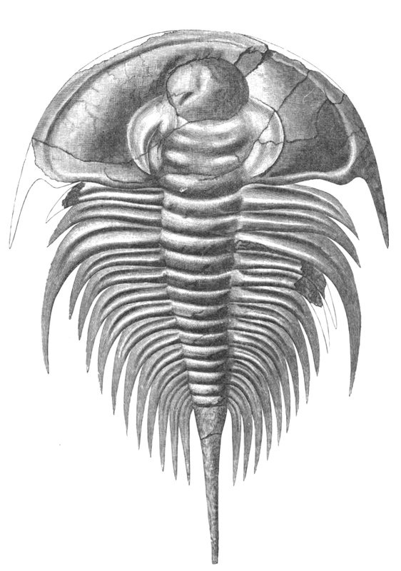 Отпечатки жизни. 25 шагов эволюции и вся история планеты