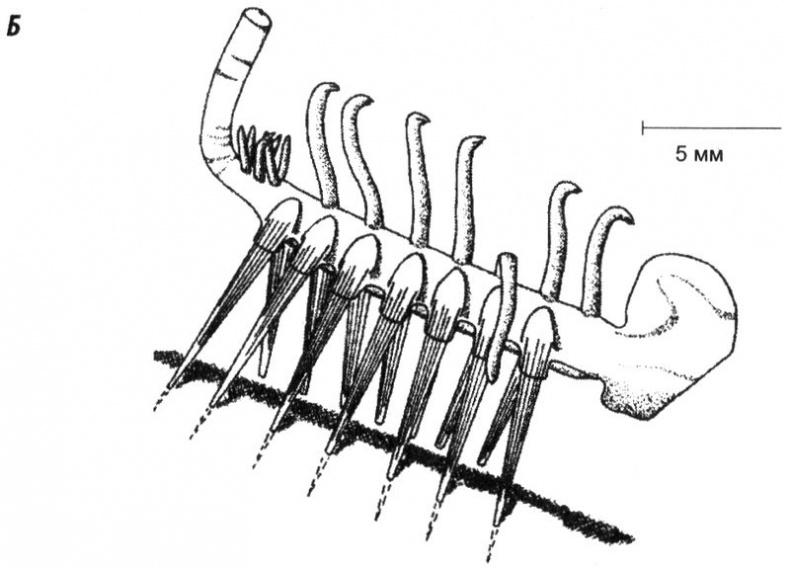 Отпечатки жизни. 25 шагов эволюции и вся история планеты