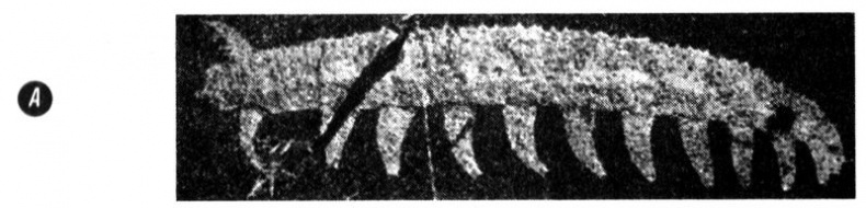 Отпечатки жизни. 25 шагов эволюции и вся история планеты